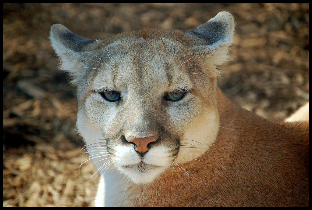 Mountain Lion by digitalART2